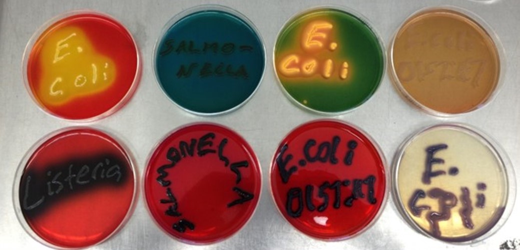 "Eight petri dishes with of different color agar media in each. Confluent bacterial growth on each  plate spells out the genus or species growing in each plate: E. coli, Salmonella, E. coli O157:H7, Listeria"