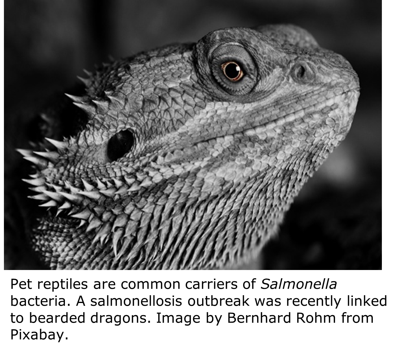 "A close up of a bearded dragon's face"