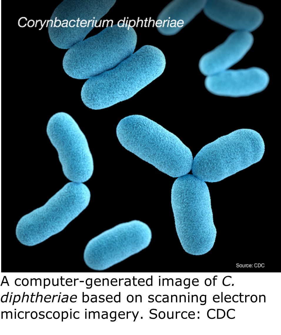 "Several blue bacilli-shaped bacteria. Some of the bacterial cells are touching. "
