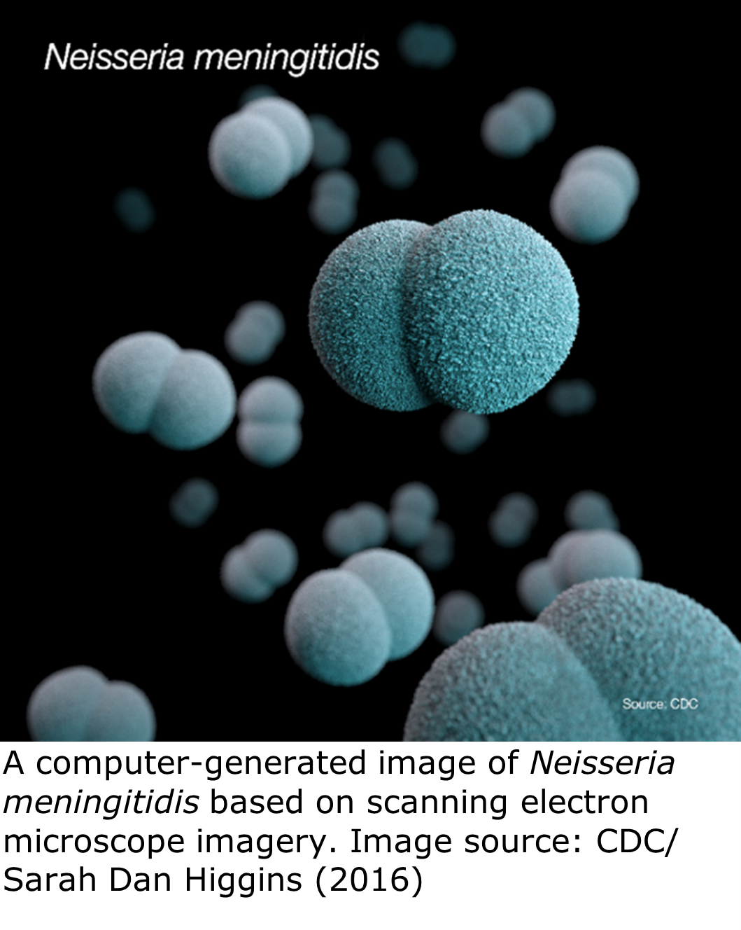 "Several blue-colored di-cocci bacteria with a dark background. "