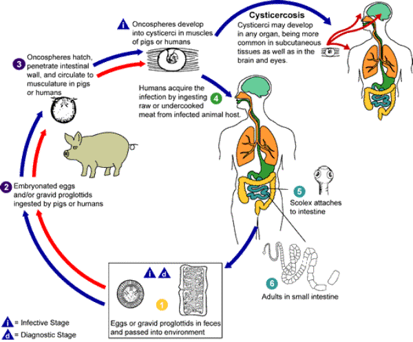 "National Center for Infectious Diseases. DPDx Identification and Diagnosis of Parasites of Public Health Concern Parasites & Health"