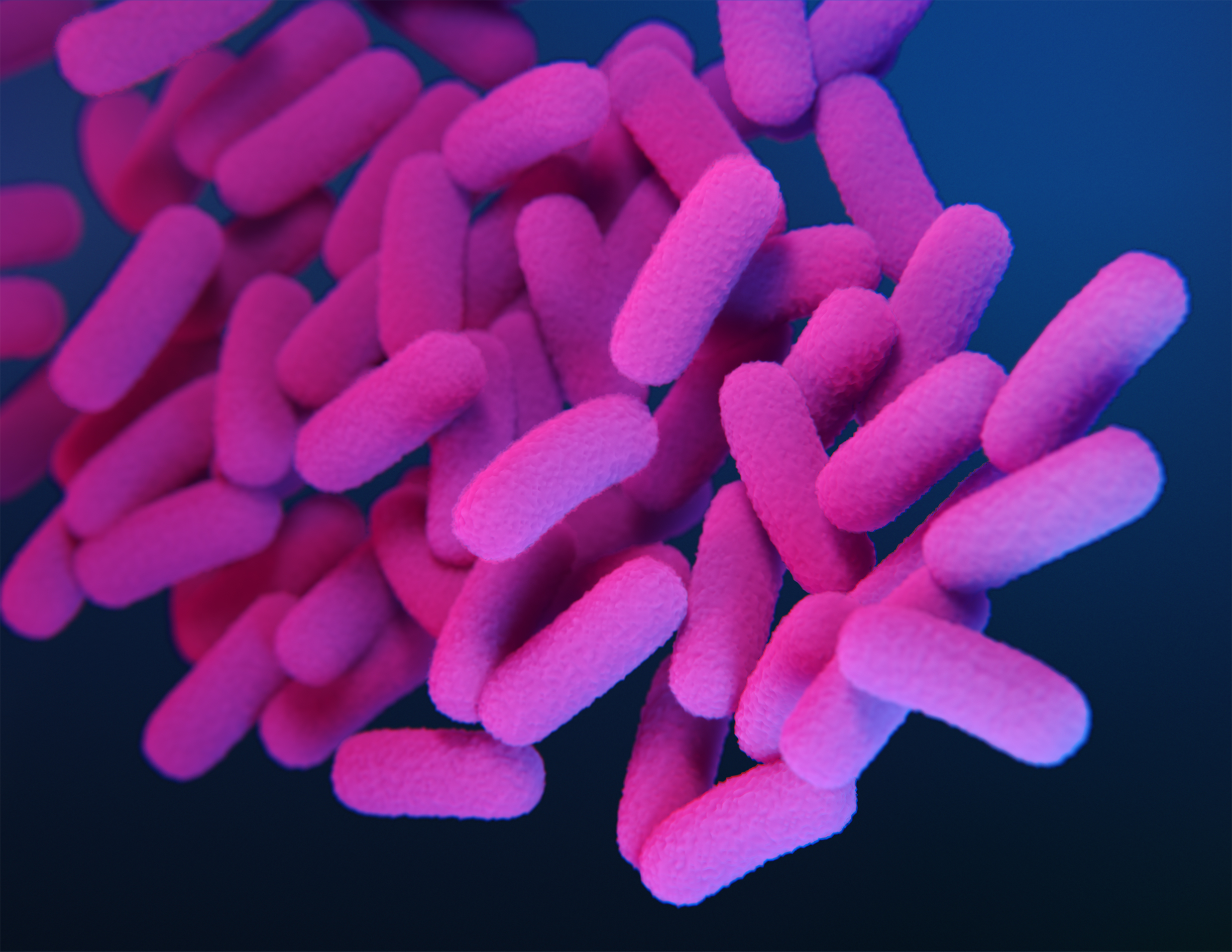 Pertussis Bacteria