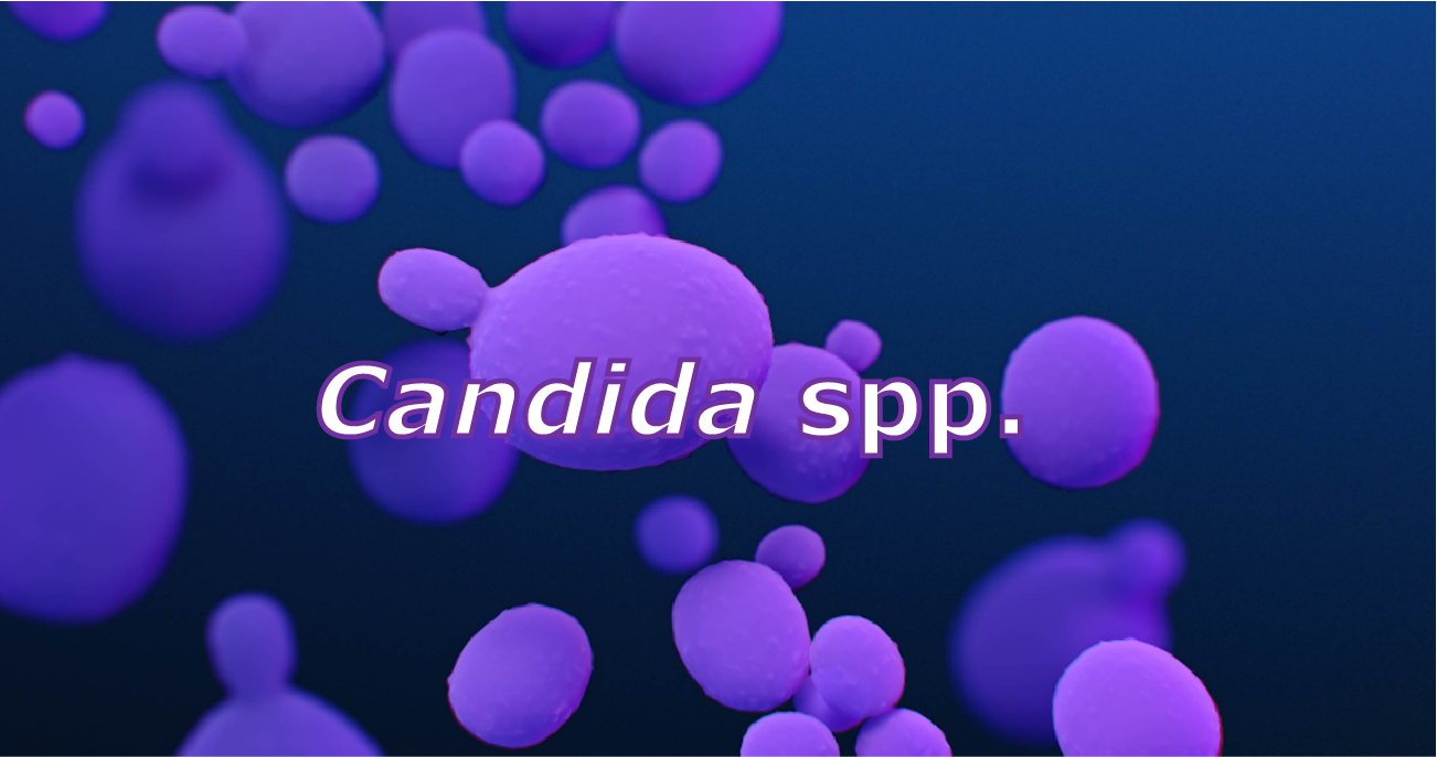 Candida spp. Microscopic example