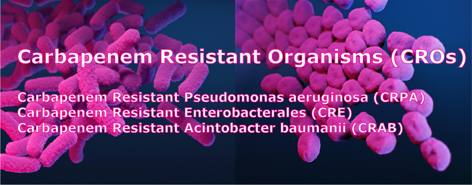 A digital medical illustration of clumps of short, almost round, rod-shaped bacteria (coccobacillus) called Acinetobacter baumannii, or CRAB.