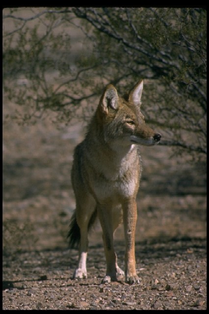 coyote looking to the side