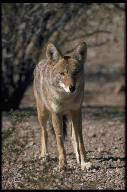 Coyote front view