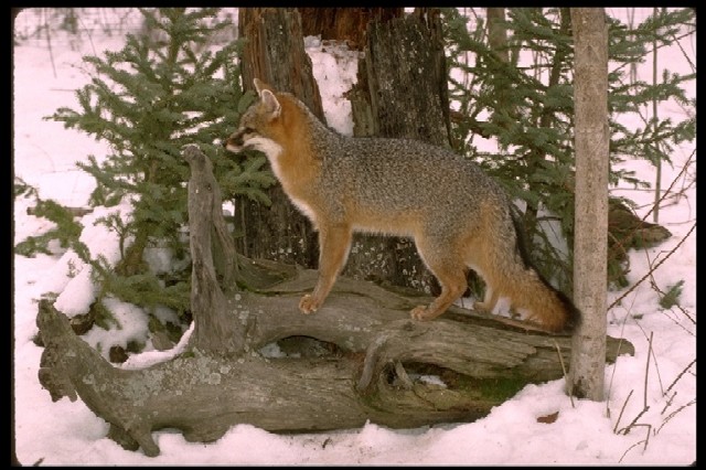 Fox in woods