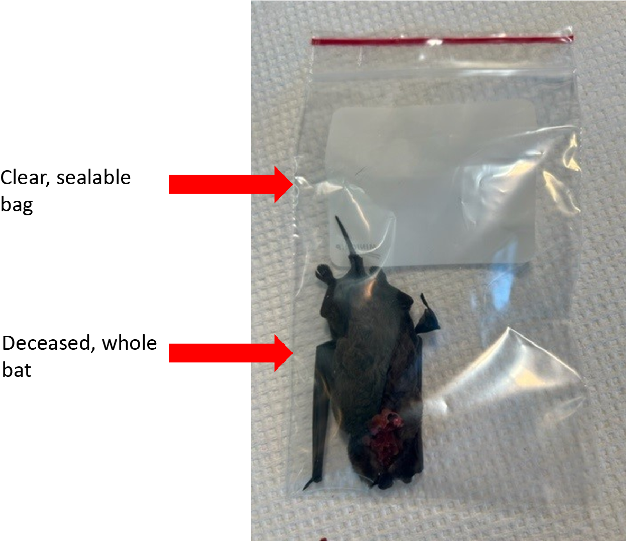 "Bat specimen in plastic bag"