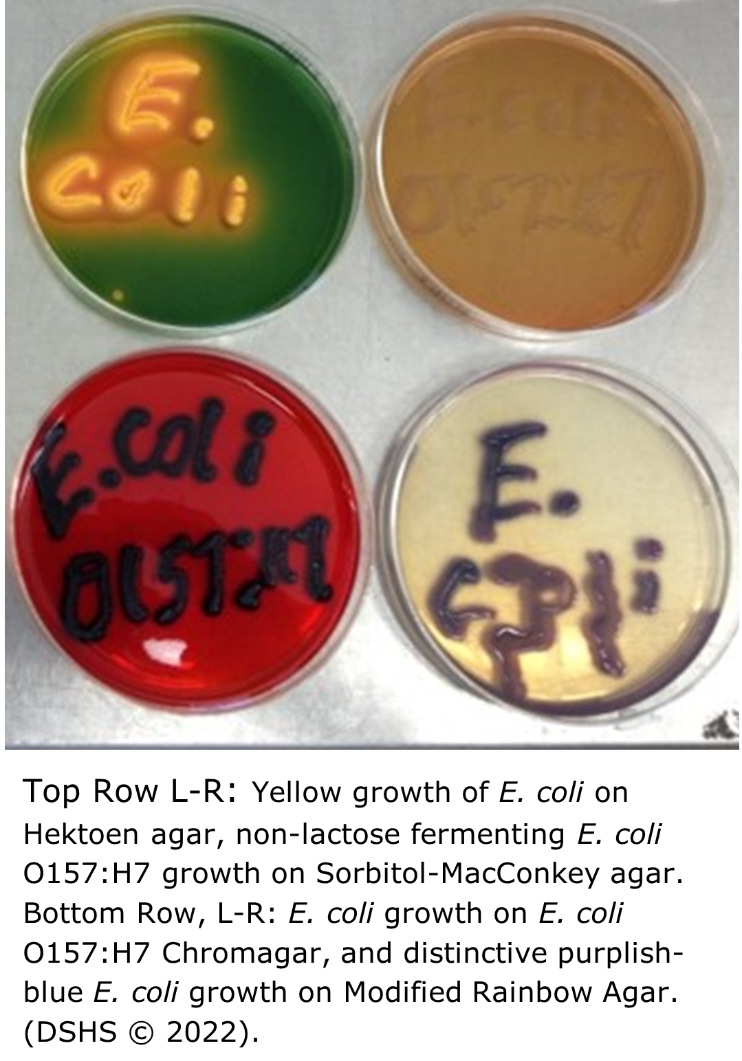 "Eight petri dishes with of different color agar media in each. Confluent bacterial growth on each  plate spells out the genus or species growing in each plate: E. coli, Salmonella, E. coli O157:H7, Listeria"