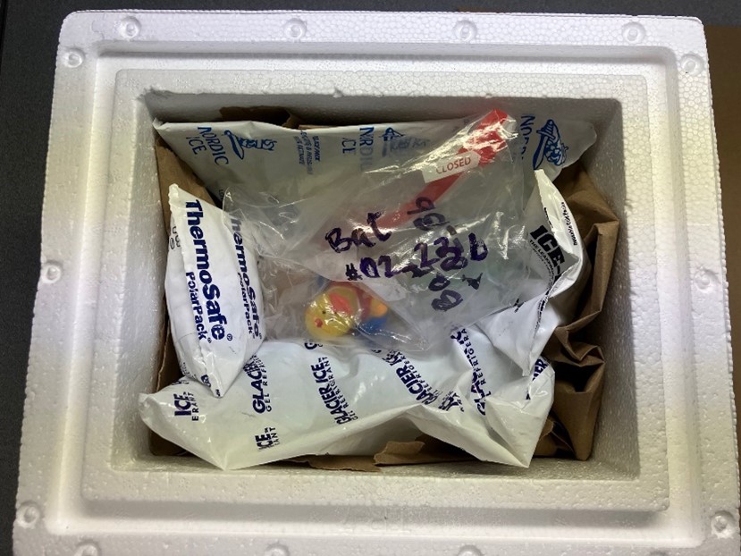 "An overhead photo of the interior of a polystyrene cooler box. The bottom and sides of the cooler box are lined with crumpled brown paper.  Gel packs are placed on top of the paper, lining the bottom and four sides of the cooler.  The labeled, double bagged rubber ducky specimen is in the box, surrounded by cooler packs.  "