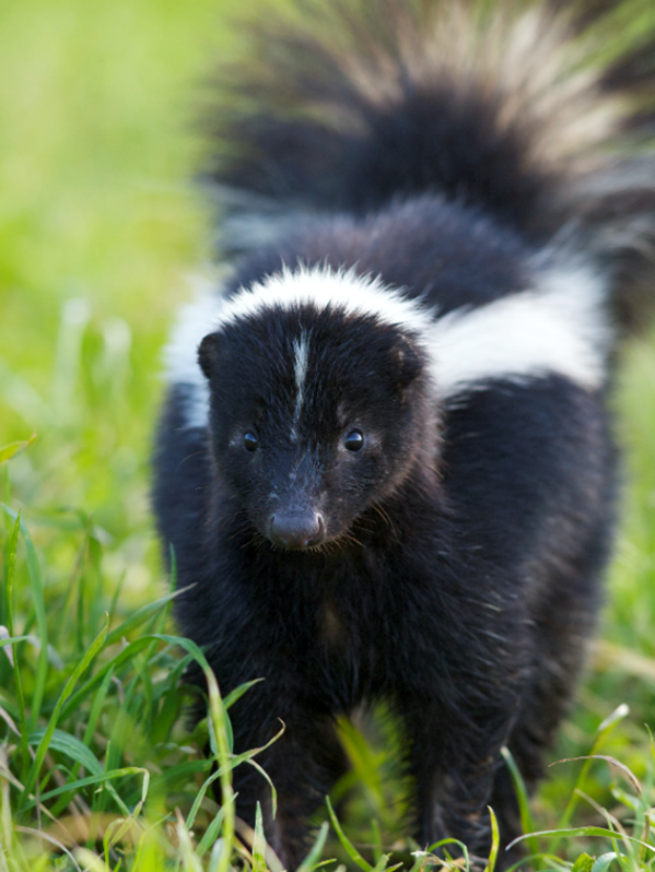 "A baby skunk in the grass  Description automatically generated with medium confidence"
