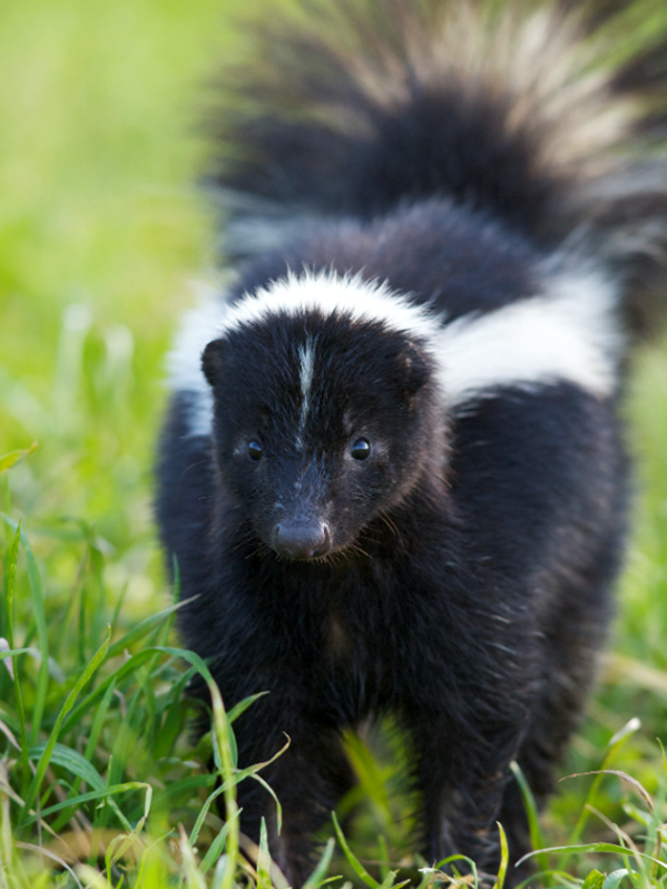 "A baby skunk in the grass Description automatically generated with medium confidence"