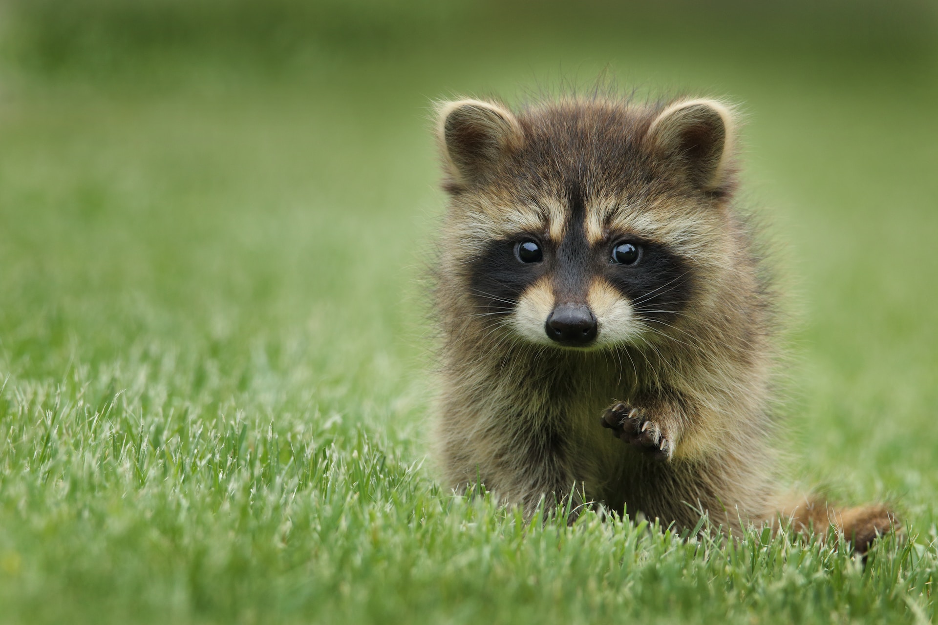 "A Racoon cub in the grass. "