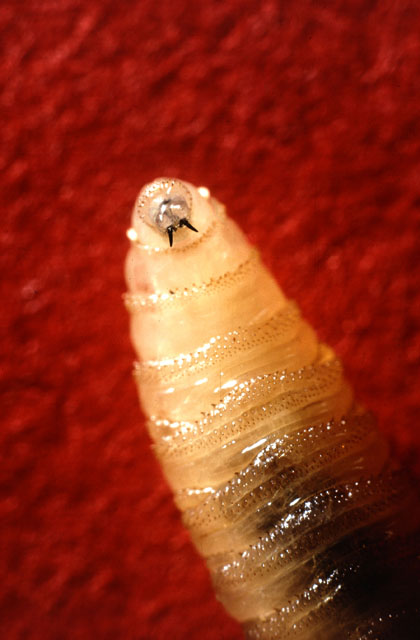NWS Larvae