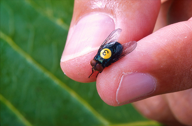 Adult fly