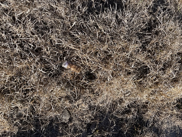 V-RG bait in grass