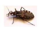 "Brown spotted Triatomine Kissing Bug"