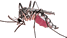 "Malaria - mosquito"