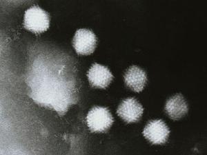 Adenovirus image 2