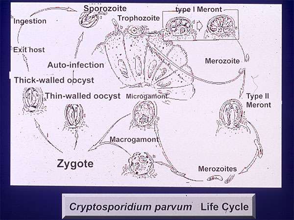 Cryptosporidium Lifecycle