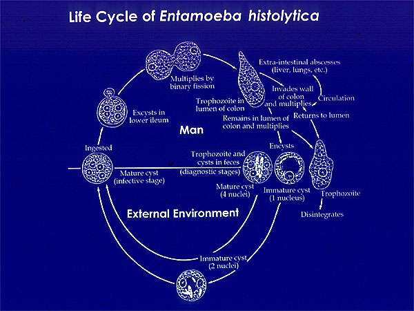 E histolytica Lifecycle