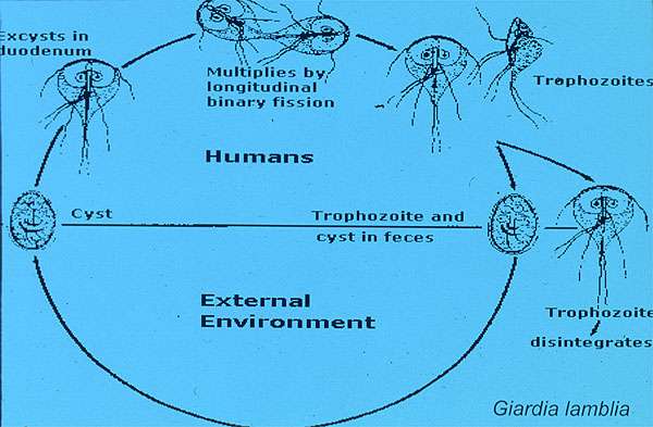 Giardia lamblia Lifecycle