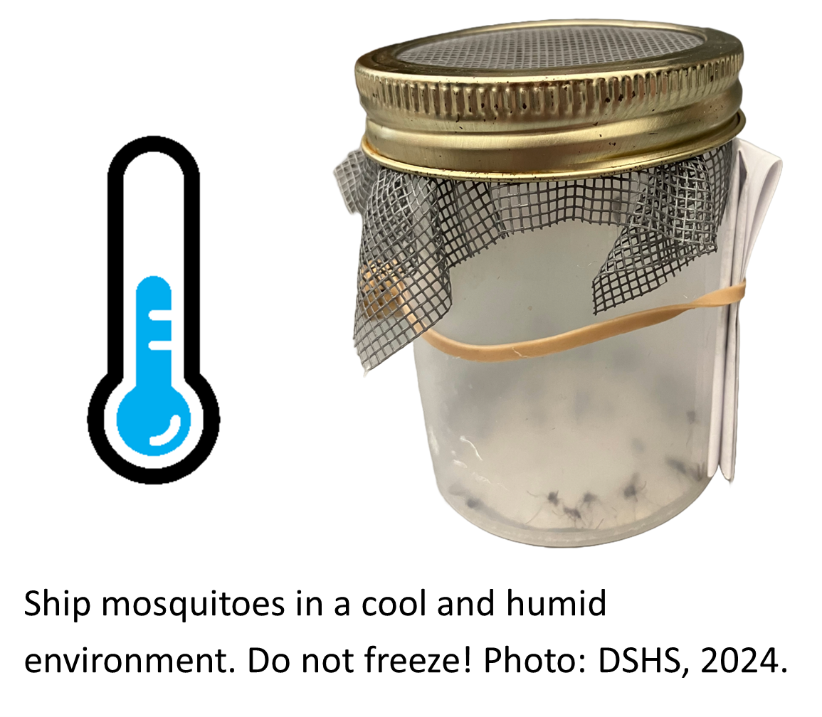 A photo of a plastic mosquito collection carton with a mesh and metal twist-off lid. Several mosquitoes are inside the carton. A specimen form is attached to the carton with an elastic band. 