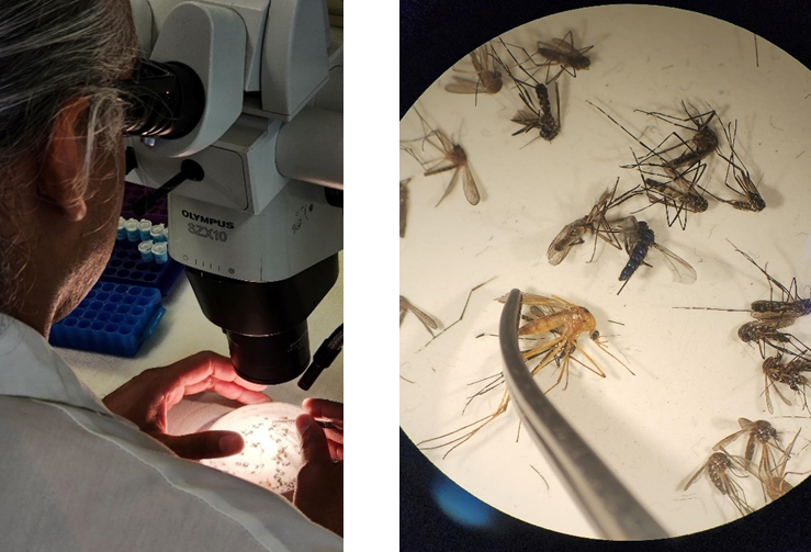 The view from an optical microscope eyepiece. Several mosquitoes and other insects are lying on a white surface within the viewing field. A tweezers prods one of the mosquitoes.