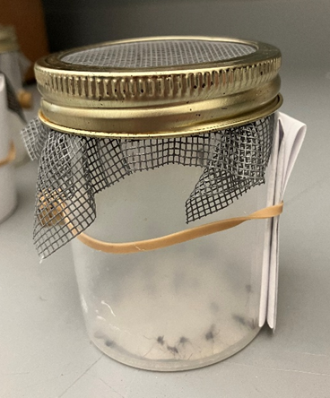 A translucent plastic jar with a mesh and metal lid. Several mosquitoes are trapped inside the jar.