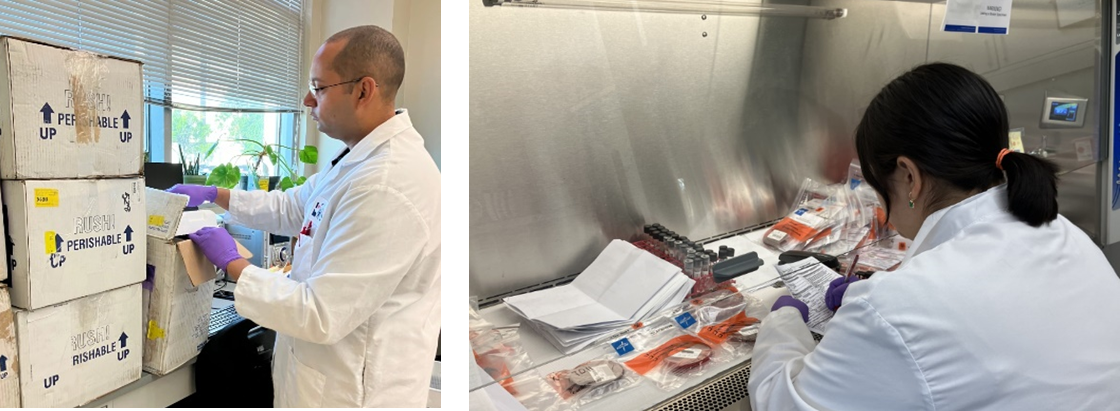A person wearing a lab coat and gloves opens a specimen shipping box. A stack of unopened shipping boxes are on a bench next to the person. Cross checking patient identifiers on specimen labels and submission forms in a biosafety cabinet in the Bacteriology Check-In area. Photo by DSHS, 2024. 