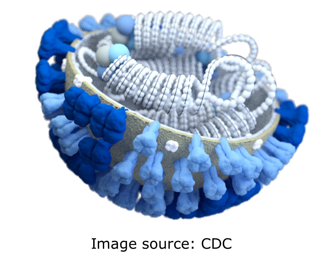 A computer generated close up of a spherical flu virus particle. The viral genetic material is folded inside the capsule