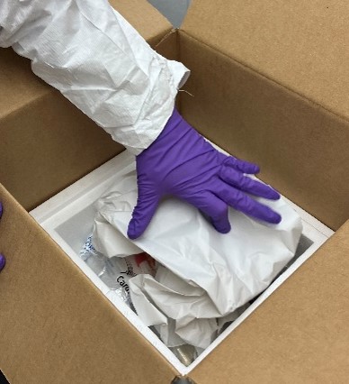 A gloved hand placing absorbent material into an insulated shipping box containing gel packs. Insulated box is nested inside a cardboard outer mailer. 