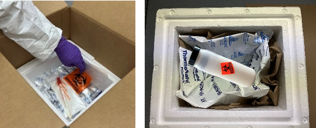 A gloved hand putting a biohazard bag into an insulated shipping box containing gel pack