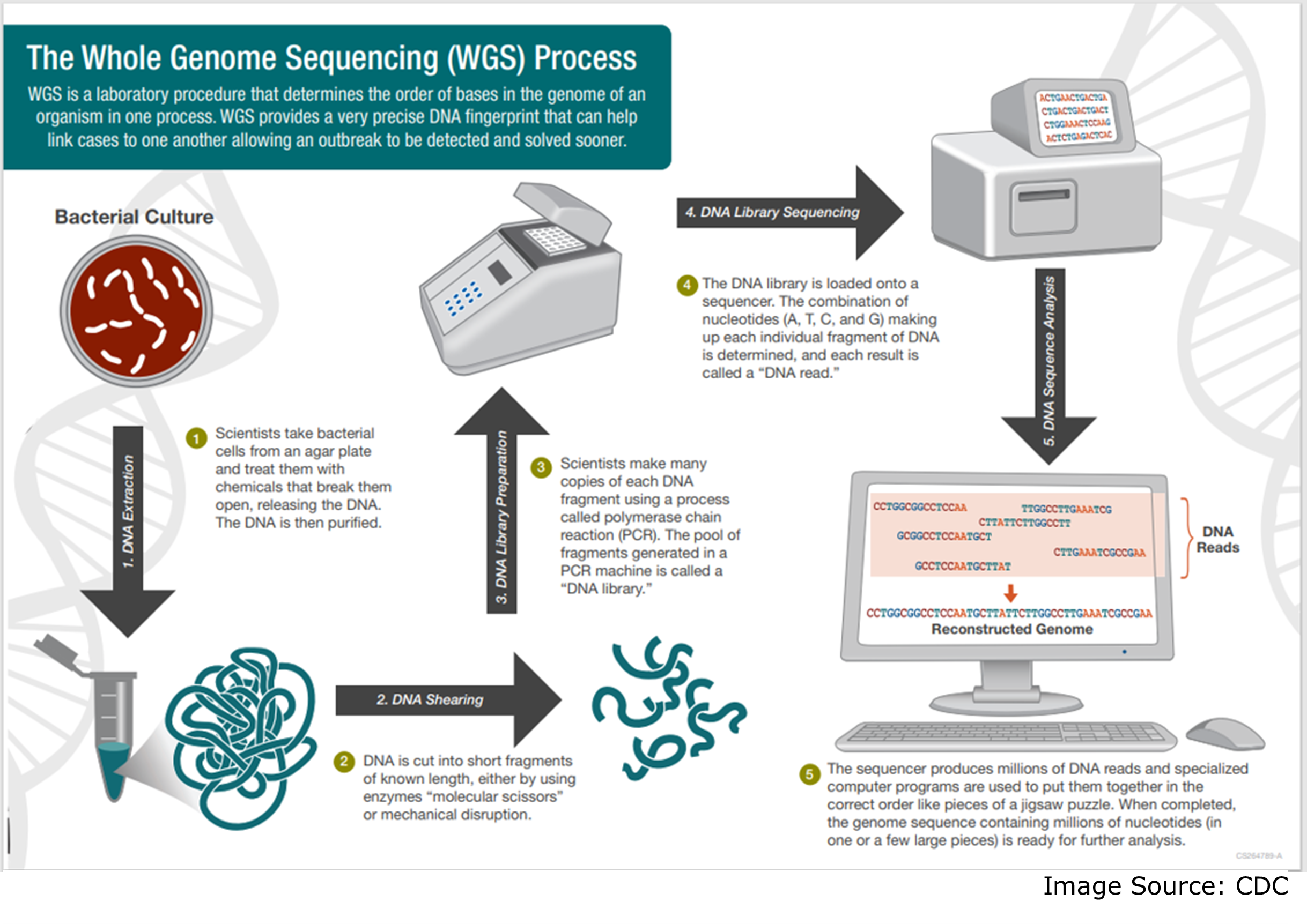 A graphic that visually explains the Whole Genome Sequencing process