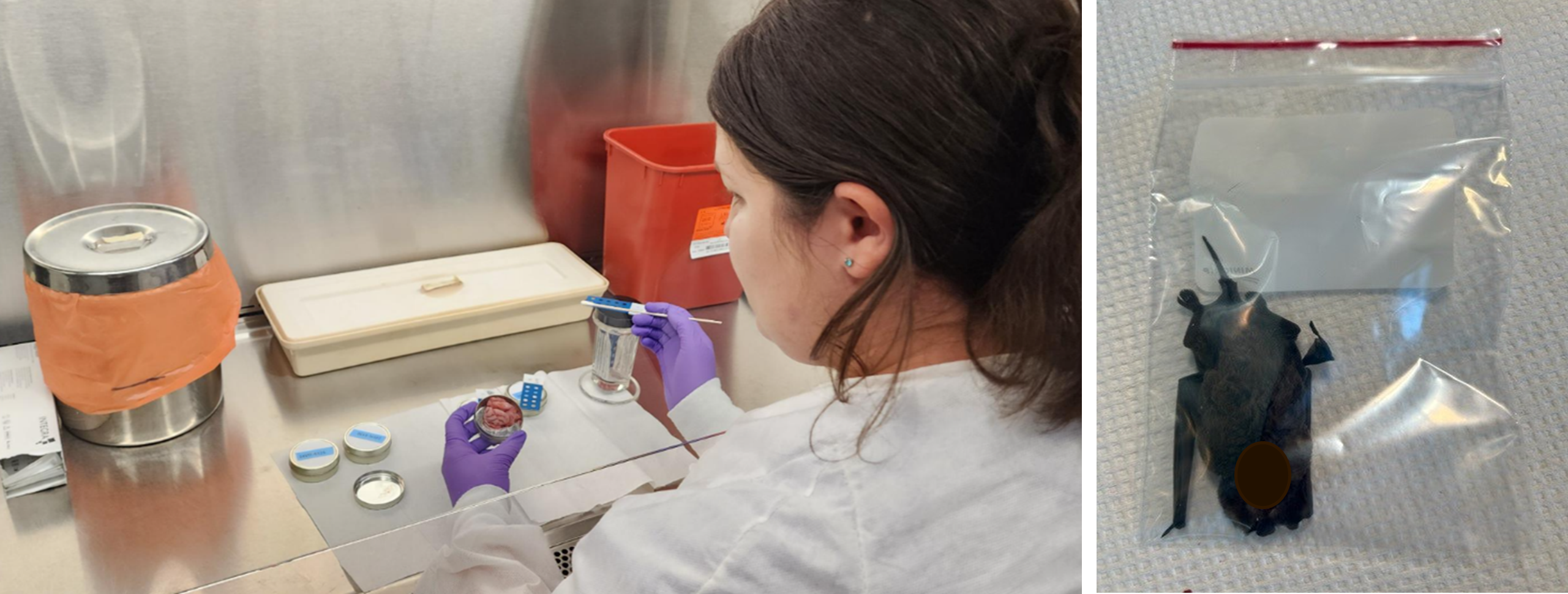 Left: Examining a brain specimen for rabies testing. Right: A (deceased) bat specimen in a sealable, see-through bag, which is the preferred method of submitting small, bat-sized mammals. Photo by DSHS, 2024, 2023