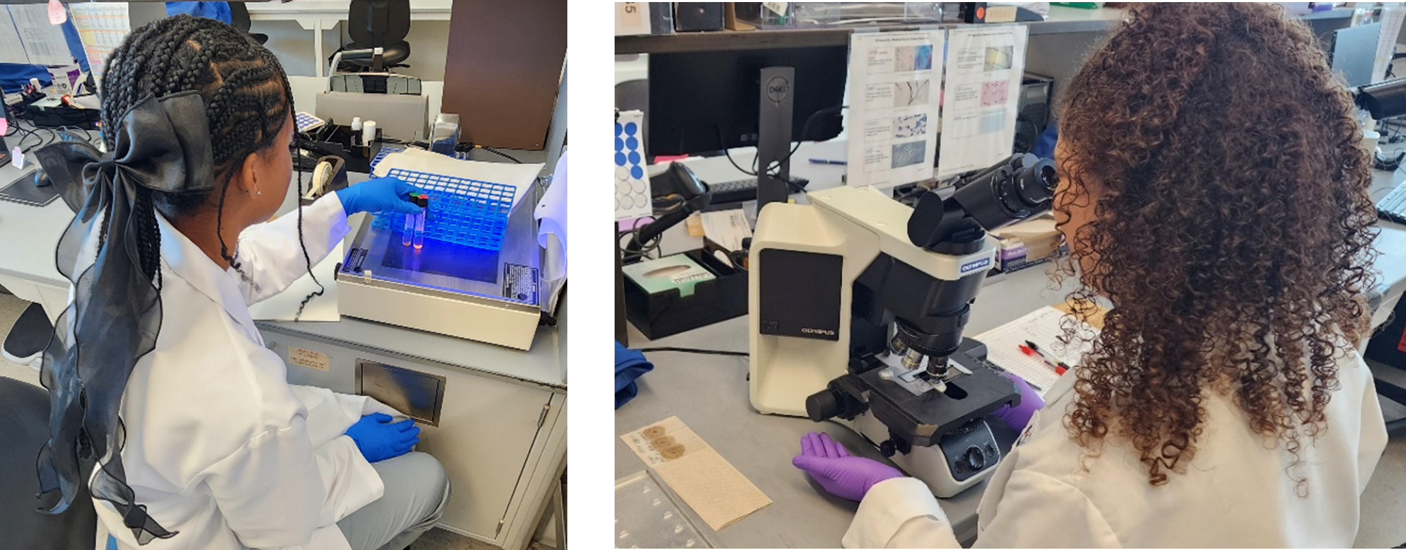 Examining tubes for fluorescence (left) and observing slides under a microscope (right). Photo by DSHS, 2024