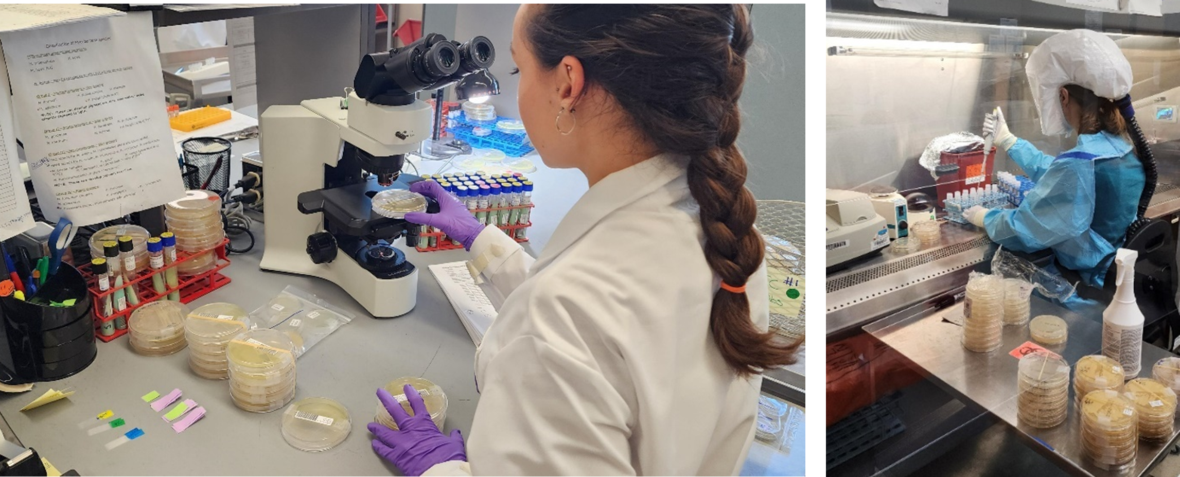 Left to right: Reviewing organism growth under the microscope and preparing culture tubes. Photo by DSHS, 2024
