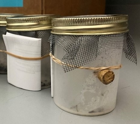 Mosquito collection cartons. Note the rubber bands securing submission forms to the containers. Photo © DSHS 2024.