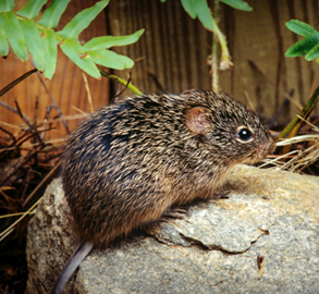 Mouse on a rock in the wild