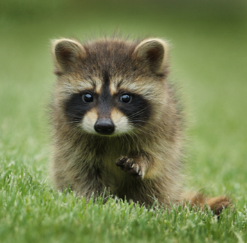 A raccoon in the grass