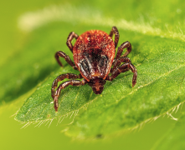 Rickettsial Diseases Specimens coming from ticks