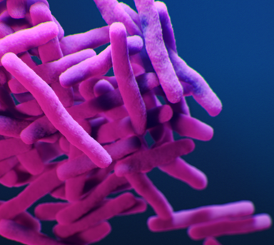 A close up of a pink bacteria