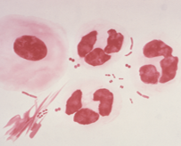 Red blood cells on a white background