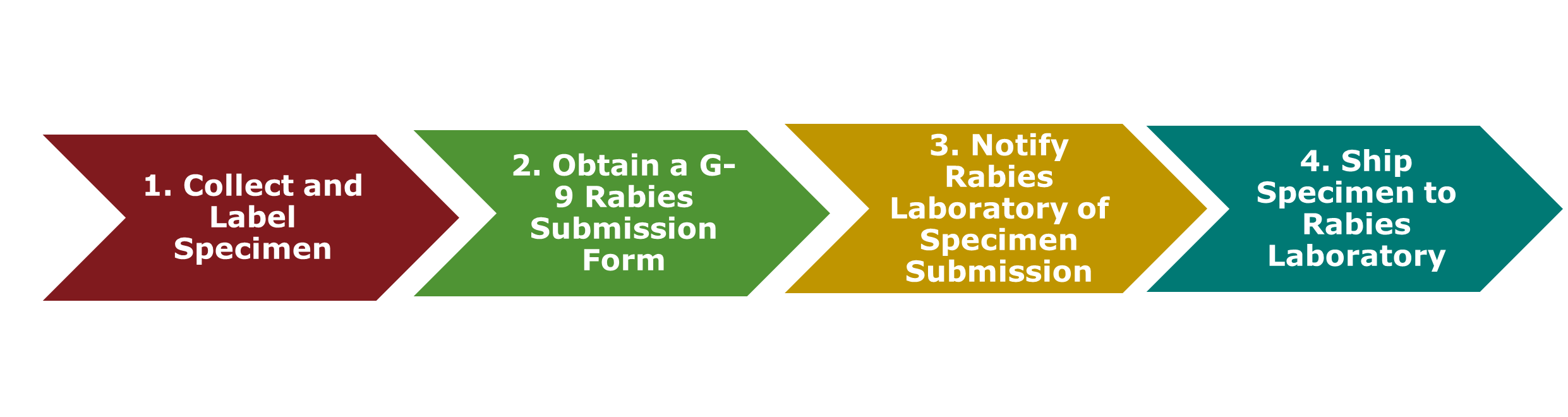 "A four part arrow graphic pointing left to right that identifies the four main steps to submitting rabies specimens to DSHS Laboratory. The arrows read:  1. Collect and Label  Specimen 2. Obtain a G-9 Rabies Submission Form 3. Notify Rabies Laboratory of Specimen  Submission 4. Ship Specimen to Rabies Laboratory"