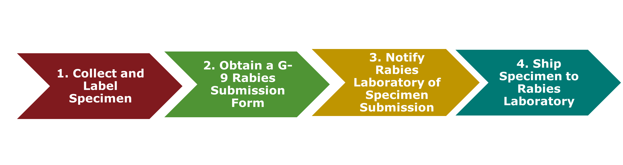 "A four part arrow graphic pointing left to right that identifies the four main steps to submitting rabies specimens to DSHS Laboratory. The arrows read: 1. Collect and Label Specimen 2. Obtain a G-9 Rabies Submission Form 3. Notify Rabies Laboratory of Specimen Submission 4. Ship Specimen to Rabies Laboratory"