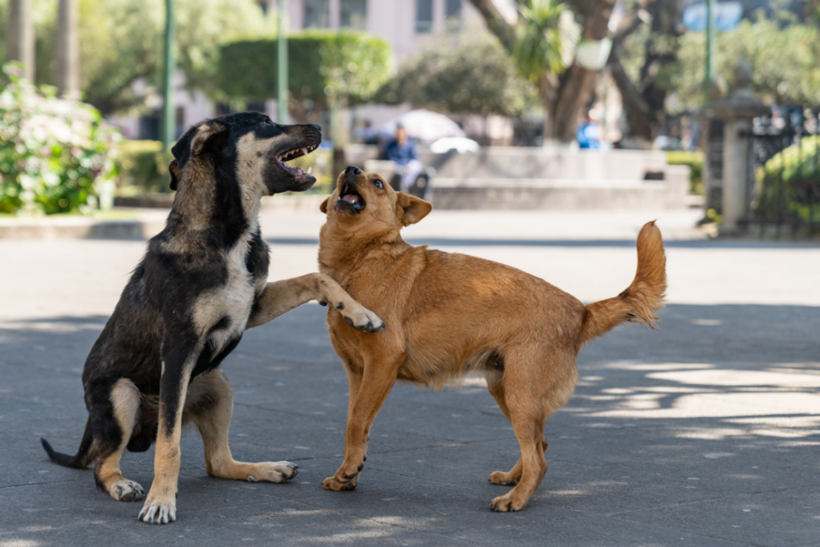"Two stray dogs playing in the Parque Centroamérica, in Quetzaltenango, Guatemala. Image Source: CDC/ Nicholas S. Tenorio, Health Communication Specialist (2020)"