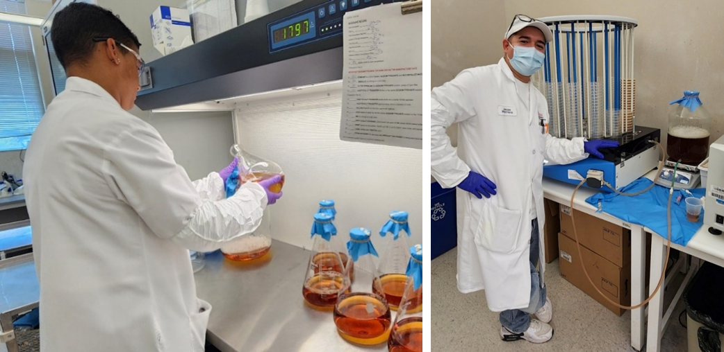 A person in a lab coat and gloves pours liquid media from a conical flask into another container in a biosafety cabinet. A person in a lab coat and gloves standing next to an automated agar dispensing machine. Several empty Petri dishes are stacked in the machine.