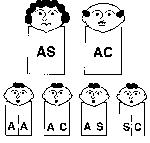 "diagram of 1 in 4 chance of inheriting Hemoglobin Sickle C Disease"