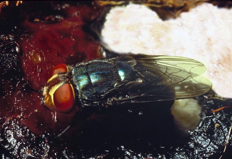 NWS Fly with egg mass