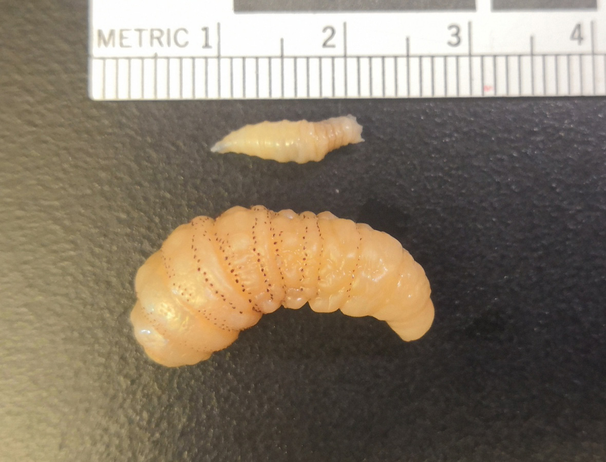 New World screwworm larva compared to larger bot fly larva